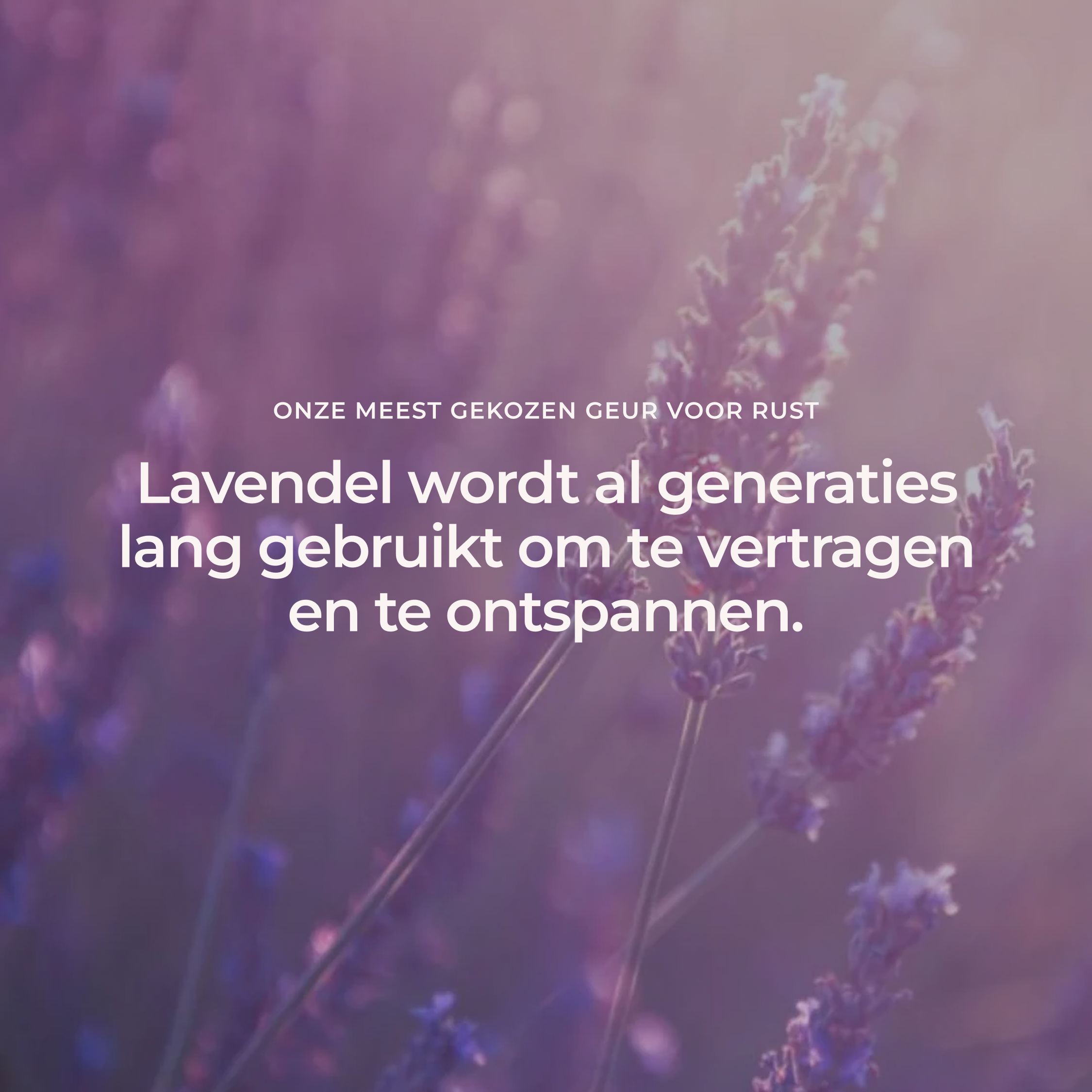 Lavendel (Frans) - 100% Premium Etherische Olie - 5, 10 en 50 ml