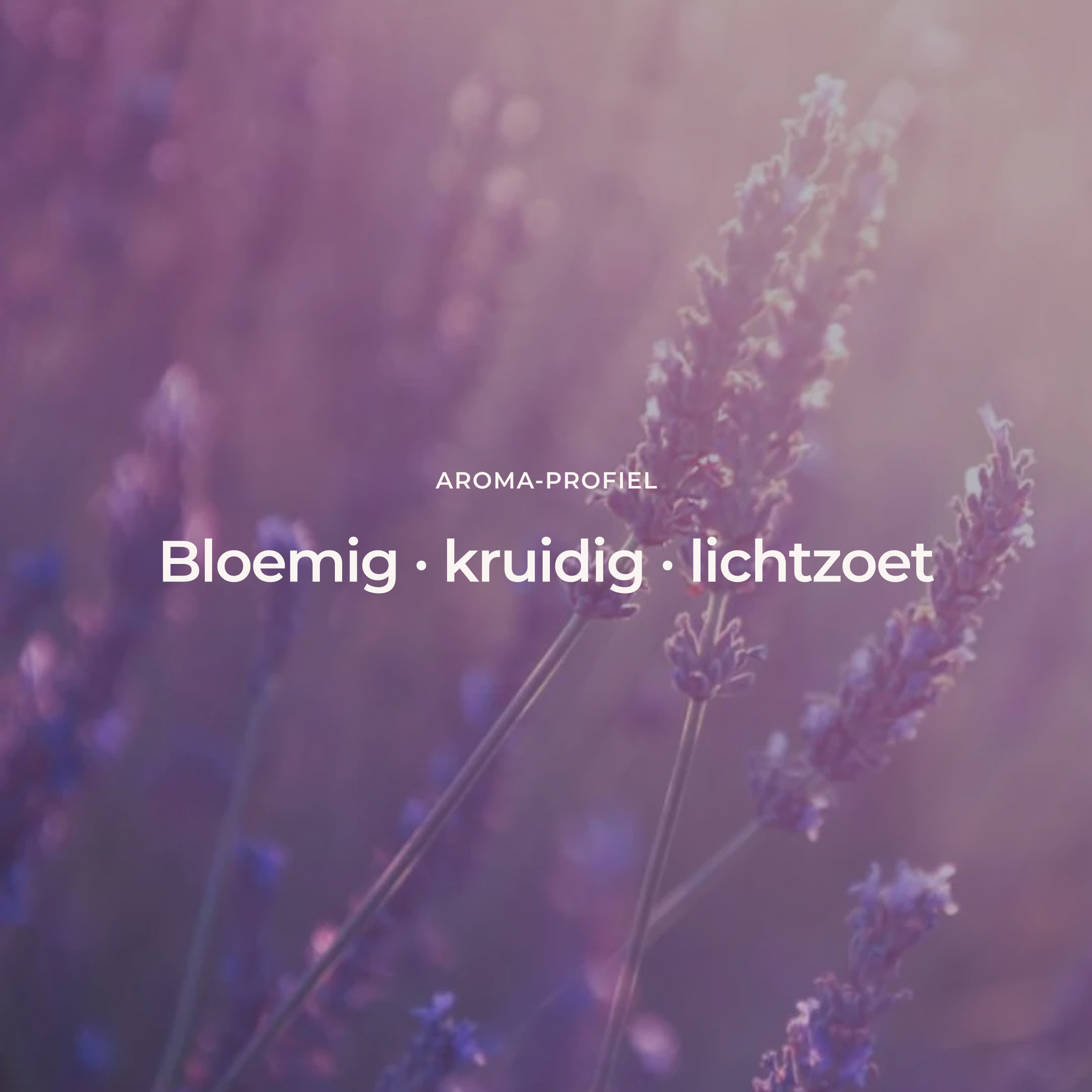 Lavendel (Frans) - 100% Premium Etherische Olie - 5, 10 en 50 ml