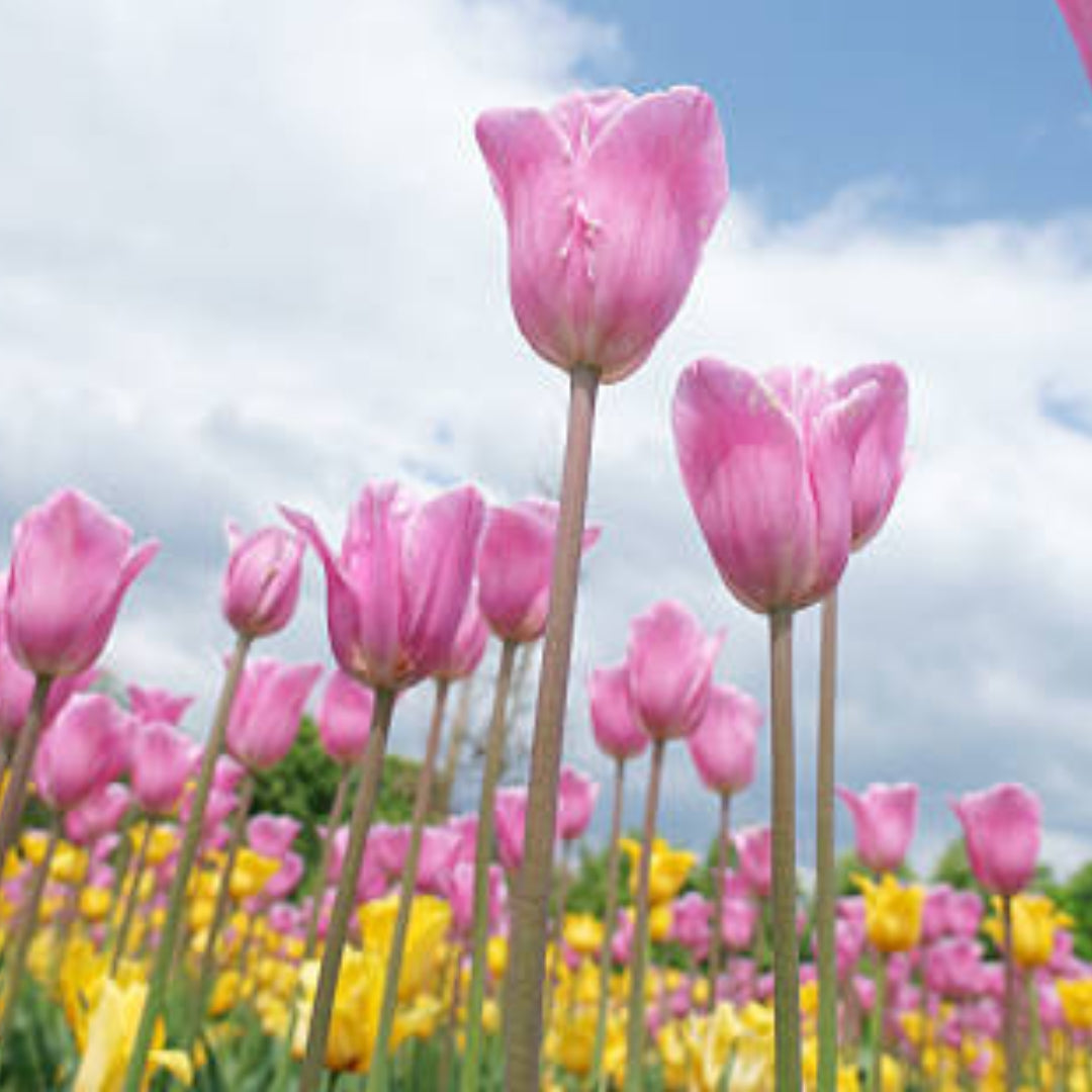 bloemepracht_etherische_olie_geurwolkje_blend