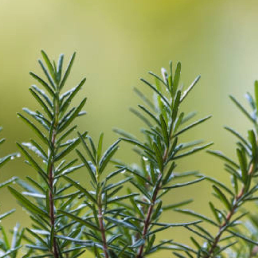 rozemarijn_etherische_olie_geurwolkje