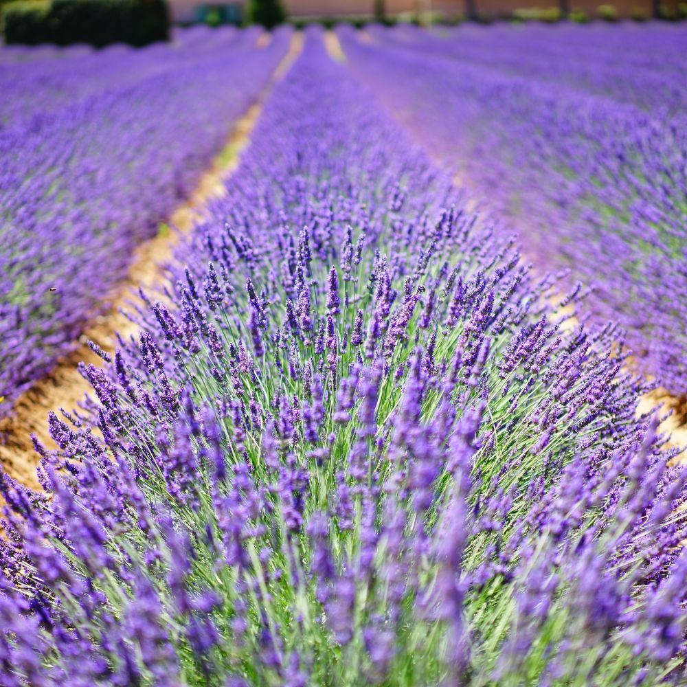 Lavendel etherische olie van Geurwolkje