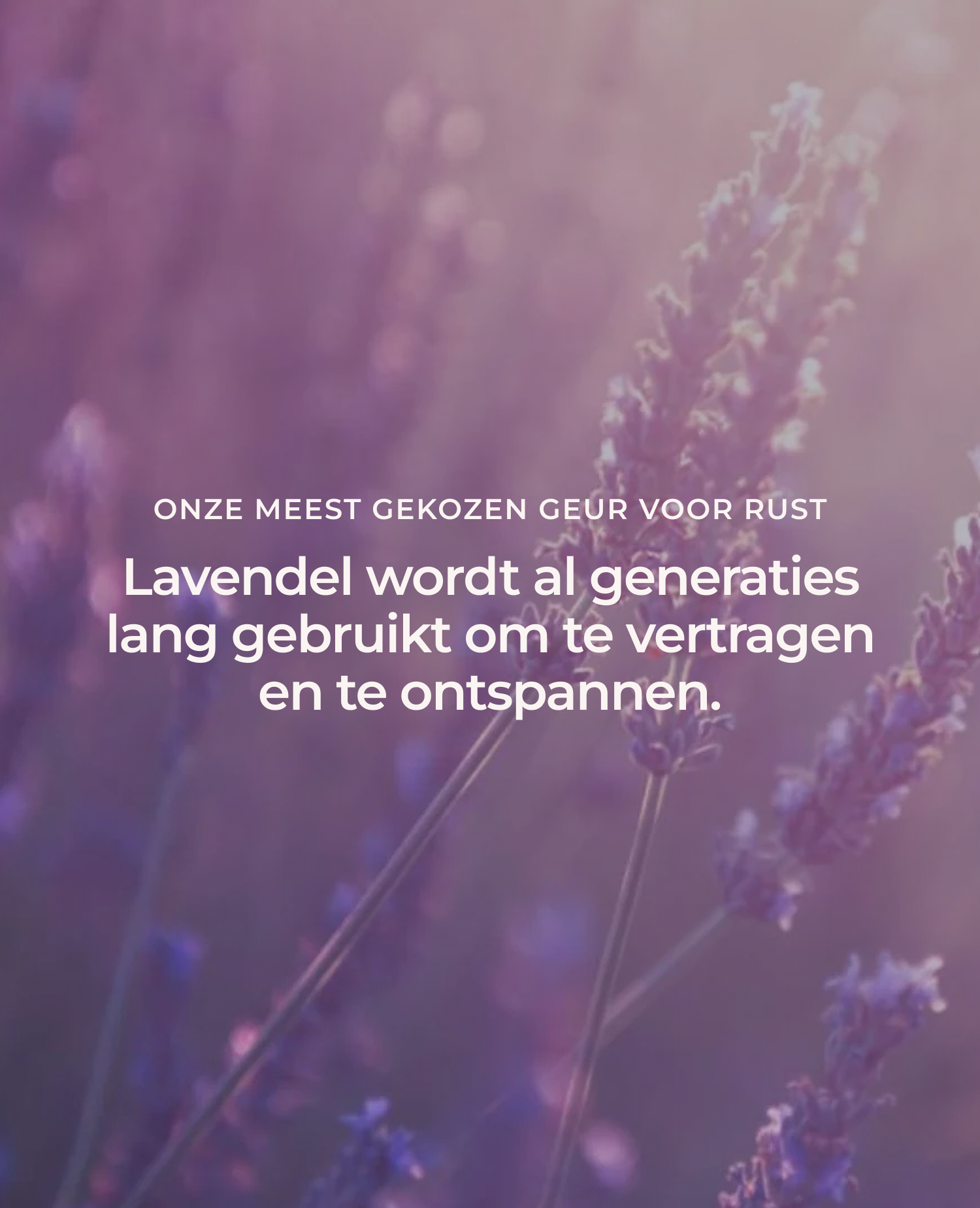 Lavendelolie 100% etherische olie 10ml 