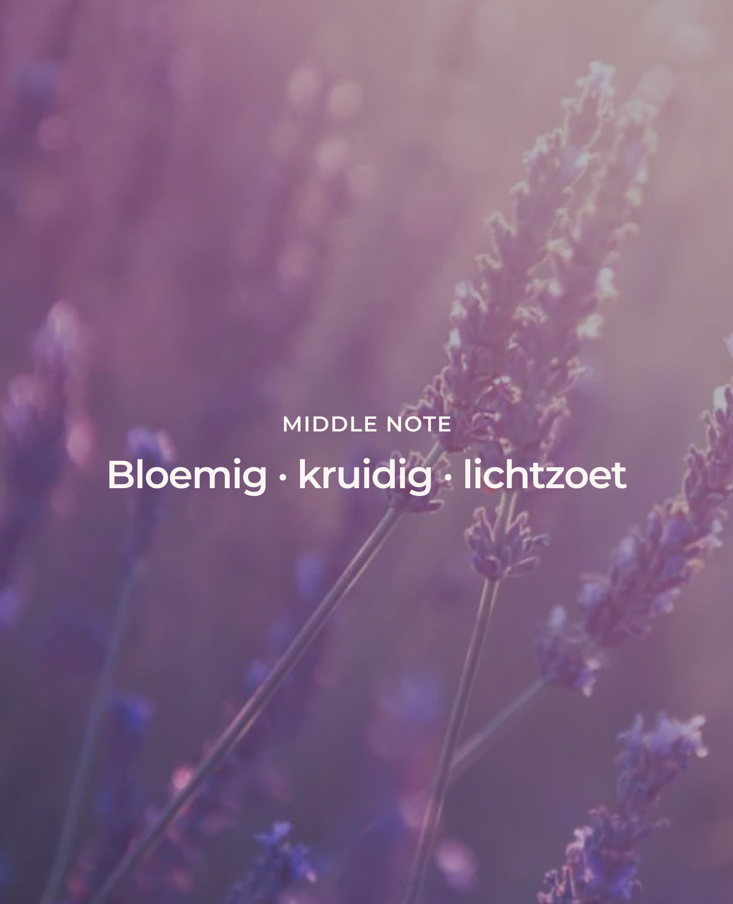 Premium lavendelolie 10ml van hoge kwaliteit