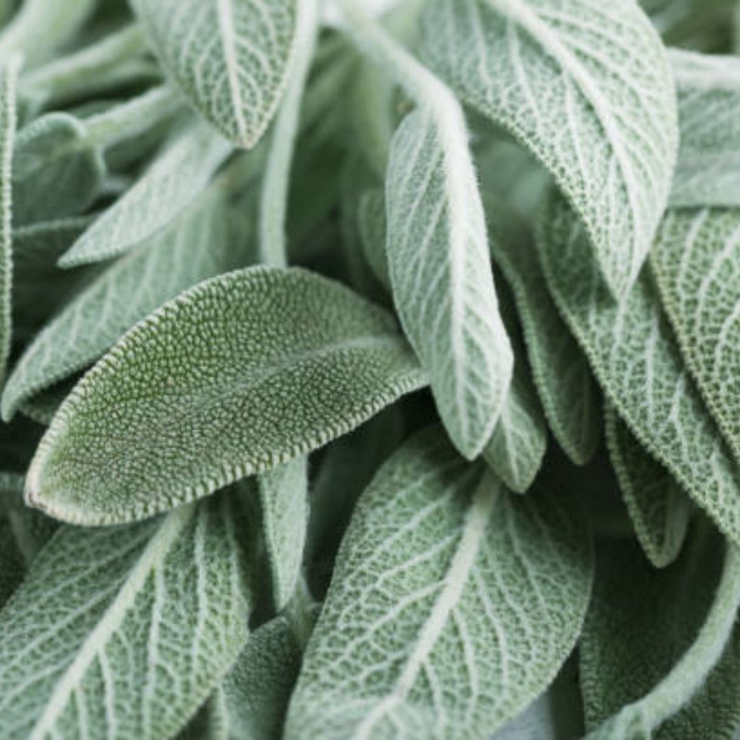 Want to buy sage (sage) essential oil? - - Oliemeesters Want to buy sage (sage) essential oil? - - Oliemeesters
