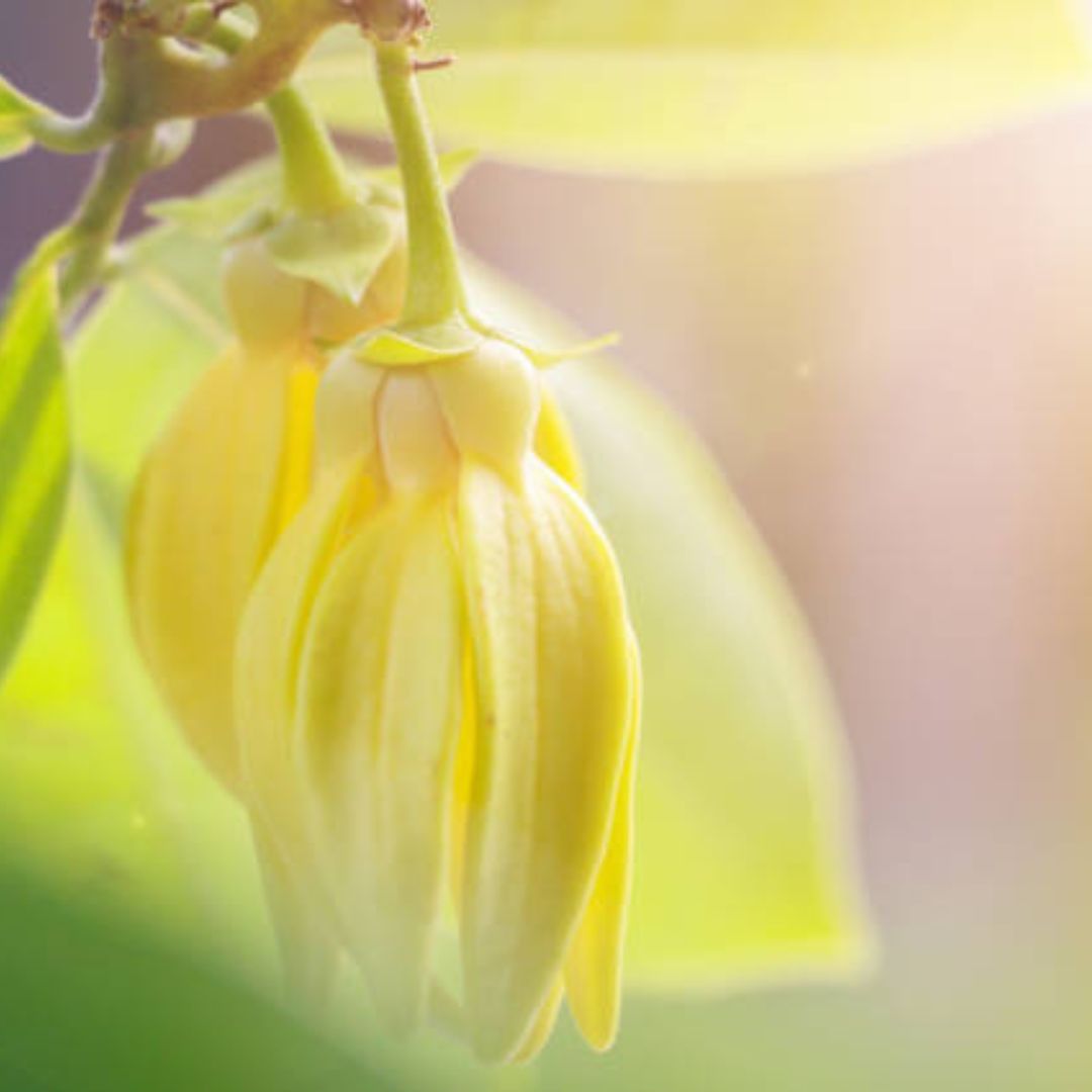 Ylang_Ylang_-_100__Etherische_Olie_geurwolkje