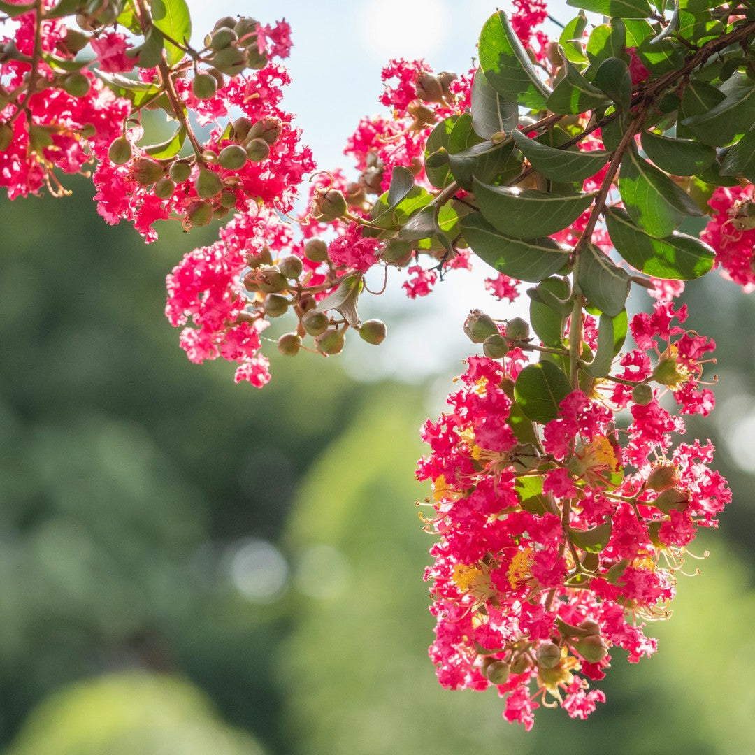 citroen mirte etherische olie