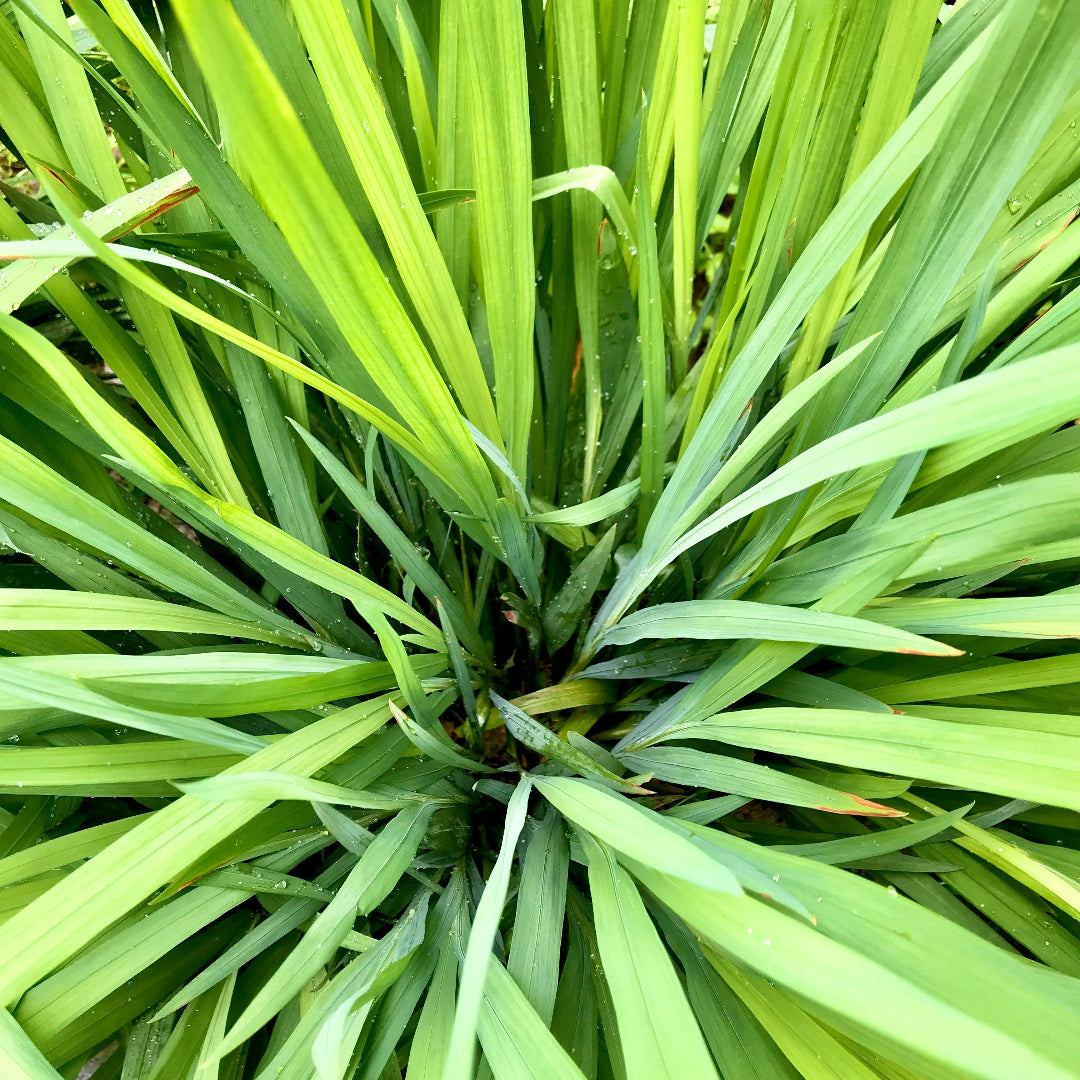 citronella etherische olie
