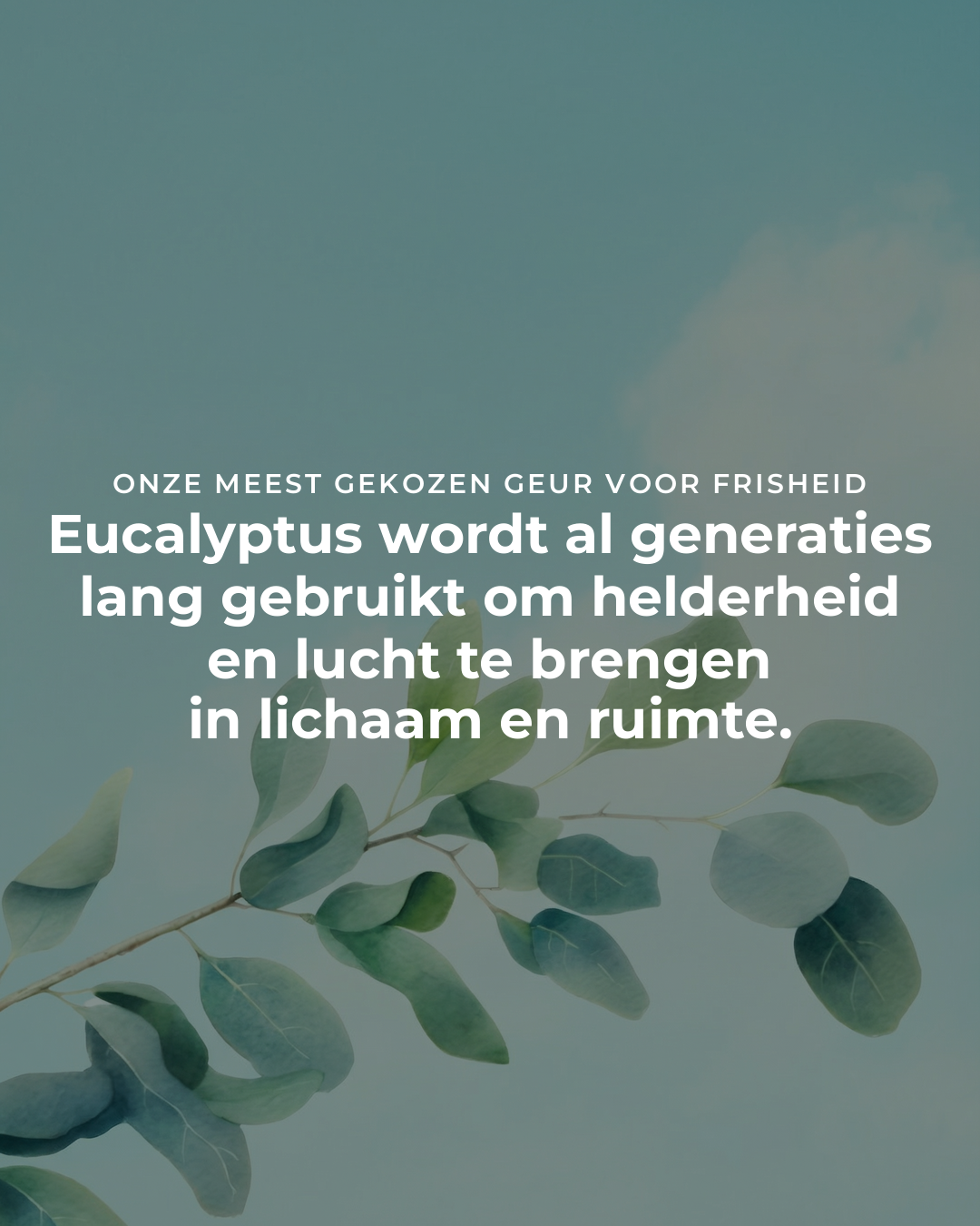 Eucalyptus - 100% Etherische Olie - 5, 10 en 50 ml