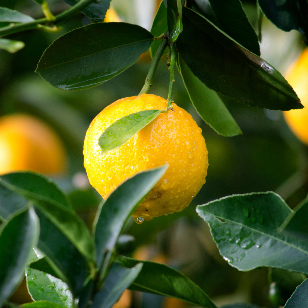yuzu_etherische_olie_geurwolkje