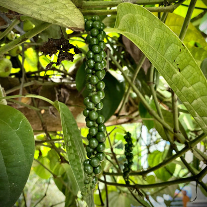 zwarte peper etherische olie